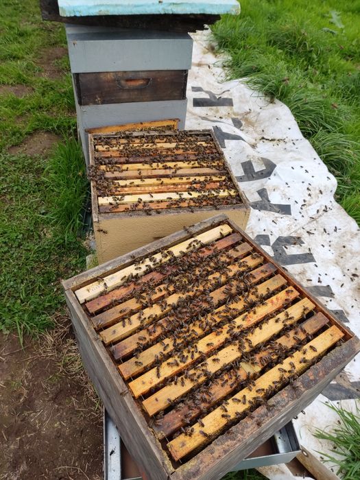 Enxames de abelhas modelo lusitano