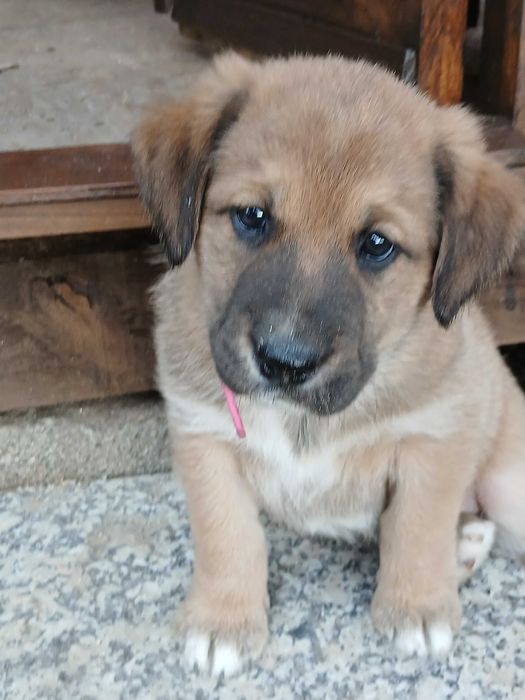 Cães para adopção