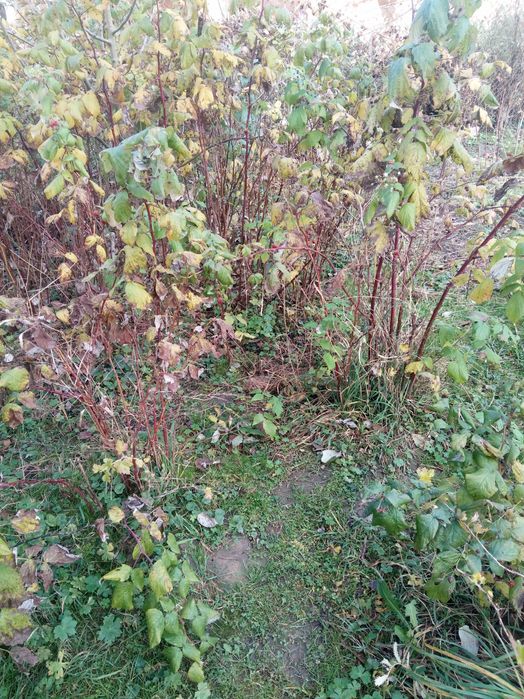 Малина багатородюча і ремонтантна