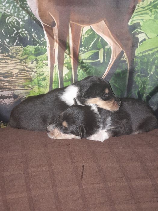 Колли с документами КСУ