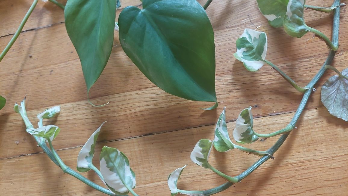Zestaw roślin, begonia, philodendron, epipremnum