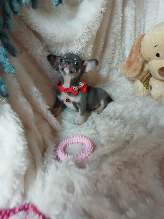 Chihuahua Macho Mini Criadora Registada PT 3088 FL