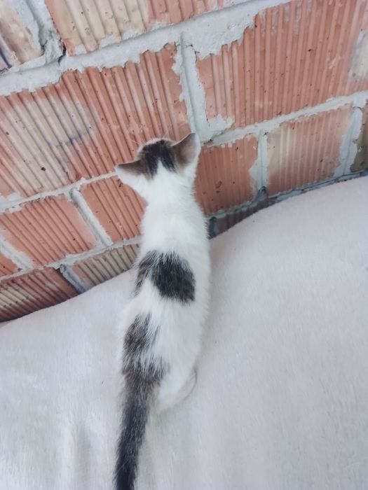 Отдам кошечек 2 мес