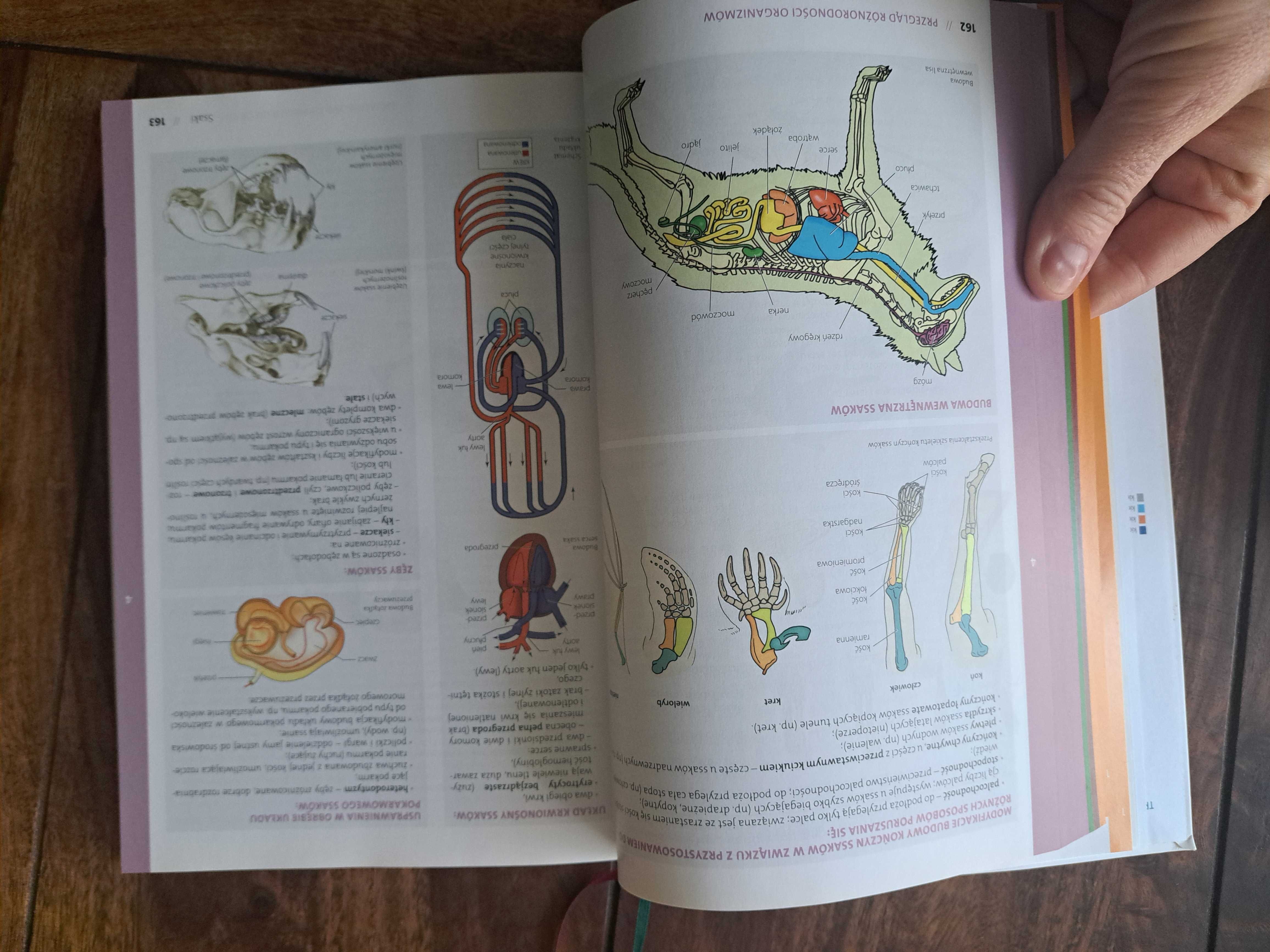 Matura Vademecum Biologia zakres rozsrzerzony  Operon
