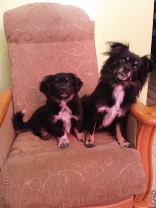 Szczeniak 3 miesiące piesek