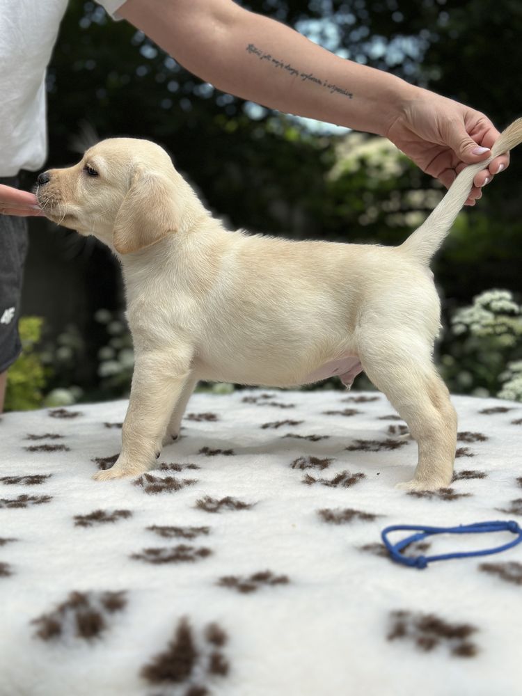 Labrador Retriever z rodowodem FCI ZKwP