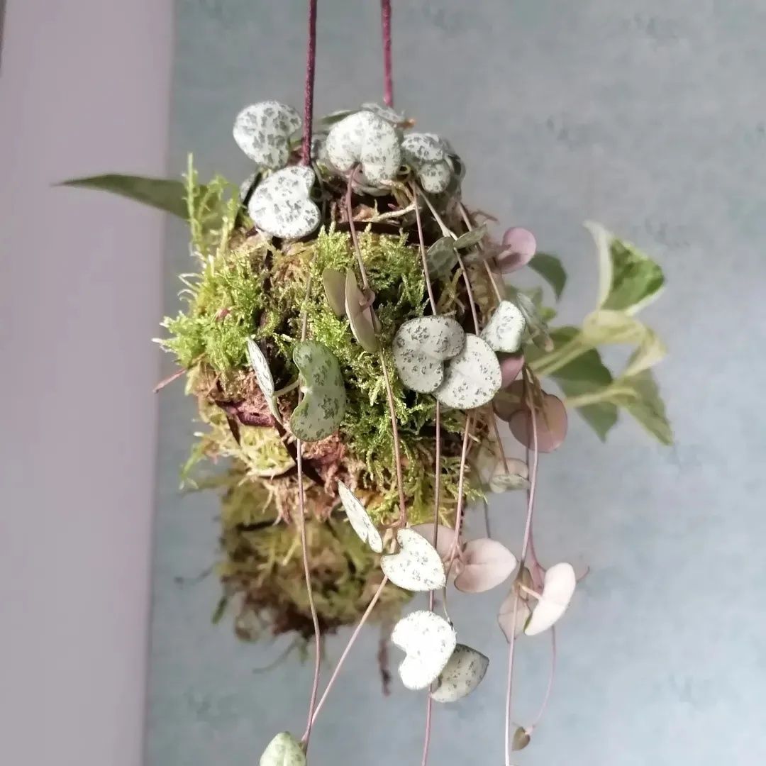 Kokedama- planta suspensa