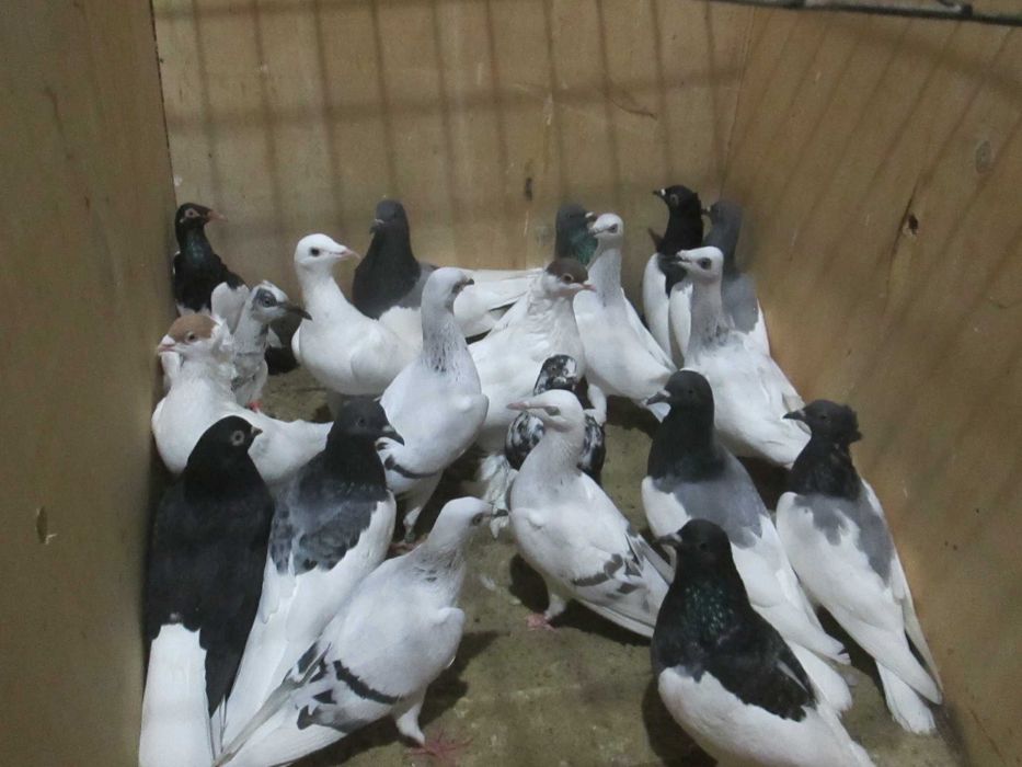 srebrniaki ciemne lot