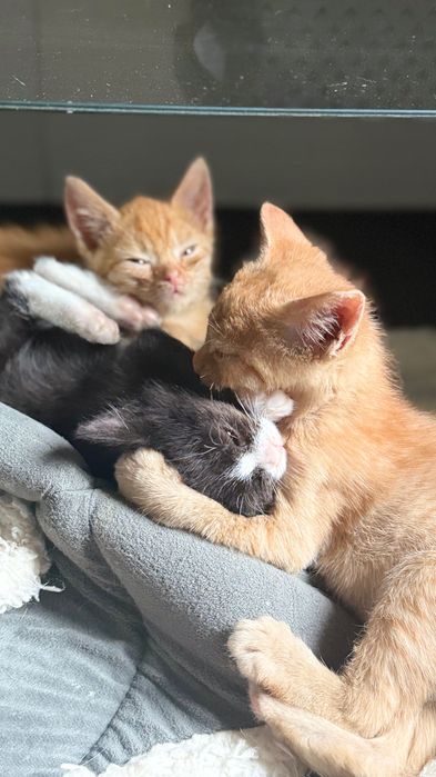 Kotki do adopcji
