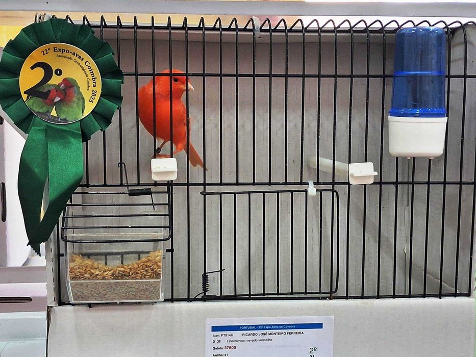 Canários de Competição e Criação