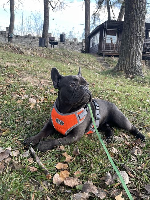 Вязка французького бульдога