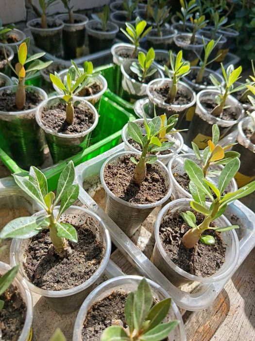 Аденіум, вирощенний з насіння