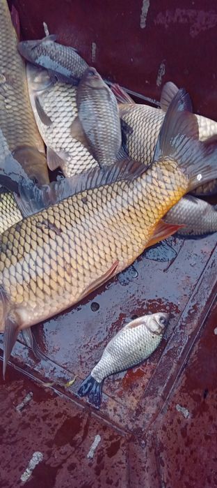 Жива Риба оптомм