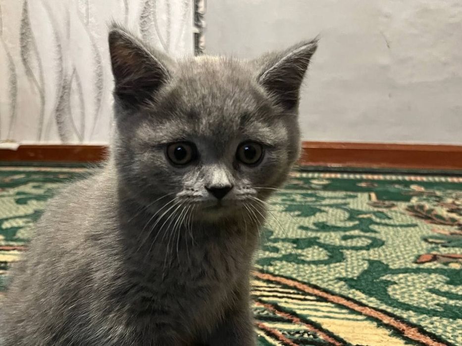 Шотландська висловуха