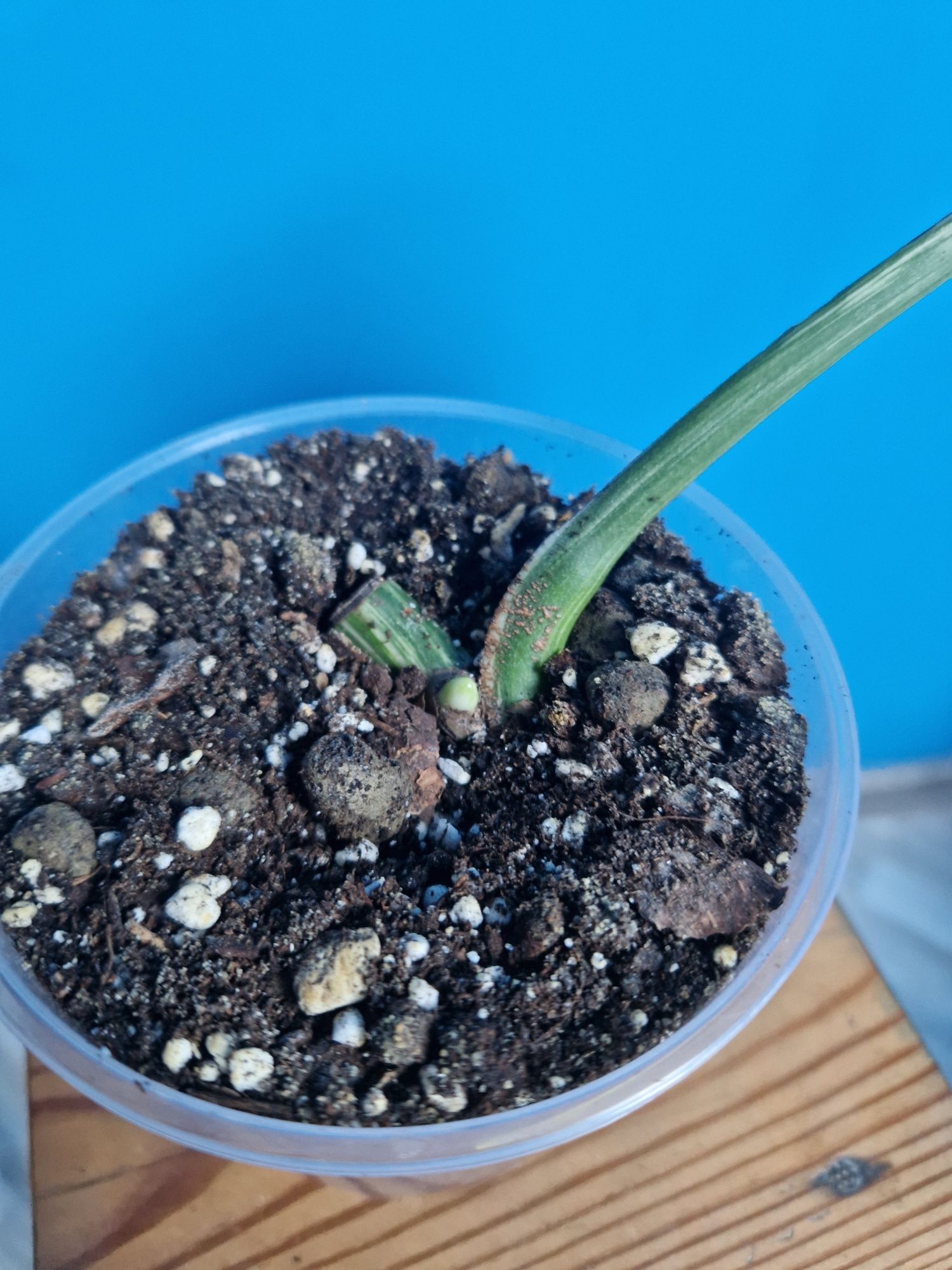 Monstera Variegata 6 sztuk