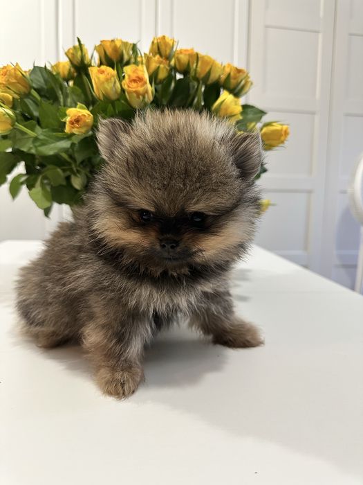 Pomeranian miniaturowy- misiek Baddy