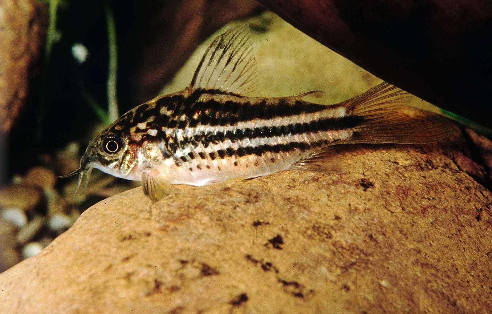 Kirysek mały - Corydoras nanus - Kirys - dowozimy, wysyłamy