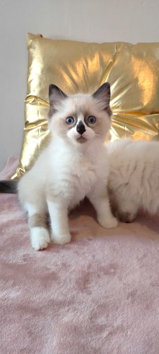 Maluszek  Ragdoll z sierpnia  < 3 rodowód FPL
