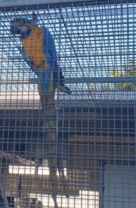 Arara ararauna fêmea de 2015