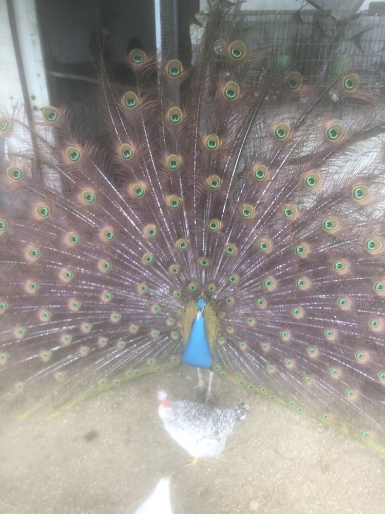 Vendo ou troco estes animais, pavois, cabritas anas…