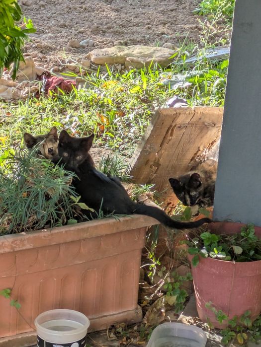 3 gatinhos bebés para adopção