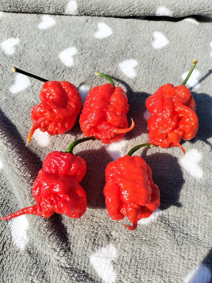 Carolina Reaper 10g suszona bardzo ostra papryka