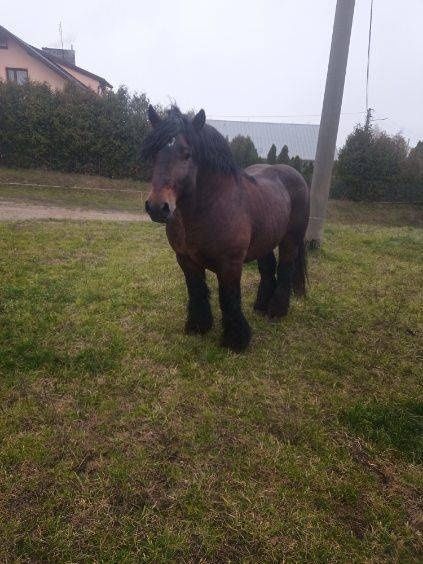 Koń ogier zimnokrwisty