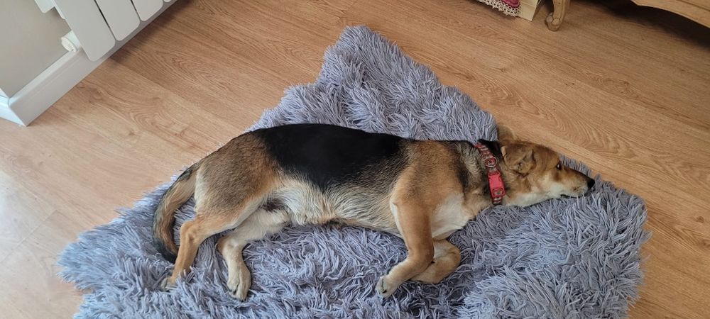 Szukamy kochającego domu dla ok rocznego Gucia
