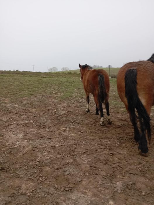 Klacz źrebica zimnokrwista