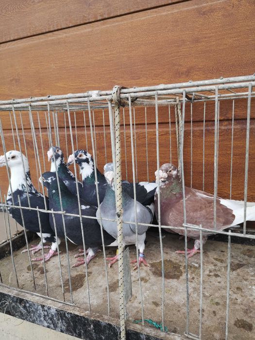 Sprzedam gołebie staropolskie samice