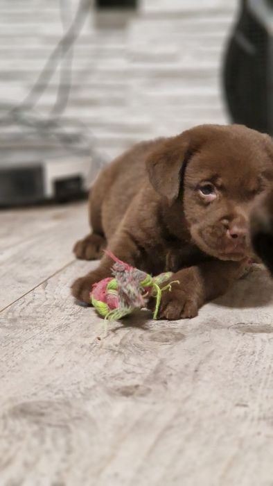 Labrador retriever szczeniaki z rodowodem