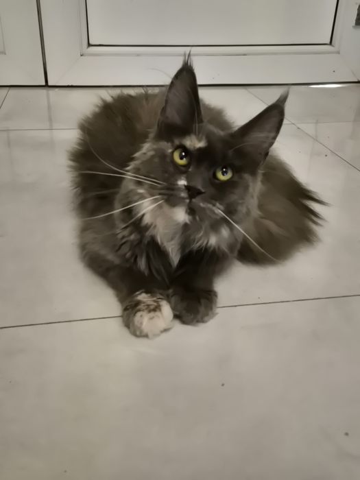 Kotka Maine coon po sterylizacji niebieski szylkret