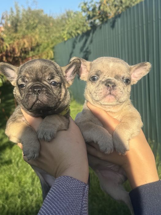 Хлопчики та дівчатка породні французи! Доставка по Уроаїні та за кордо