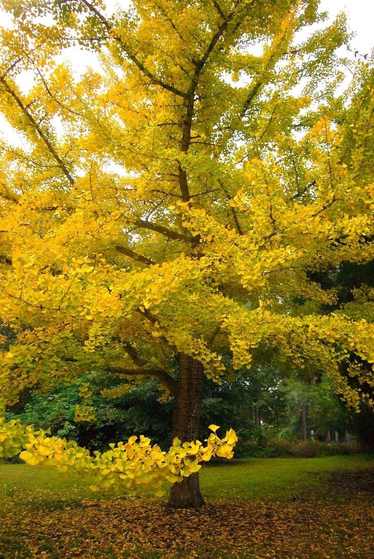 Ginkgo biloba pequenos