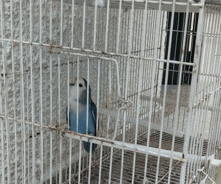 Troco ou vendo Agaponi de 2024