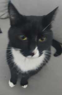 Zaginął kot czarno-biały  25 maj 2024 opolskie