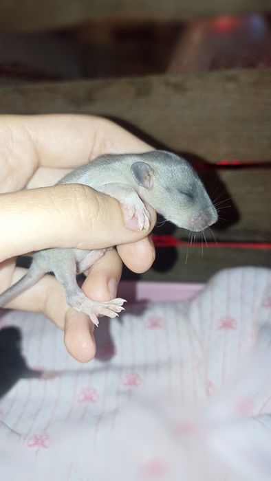 Szczurki odmiany Dumbo szare