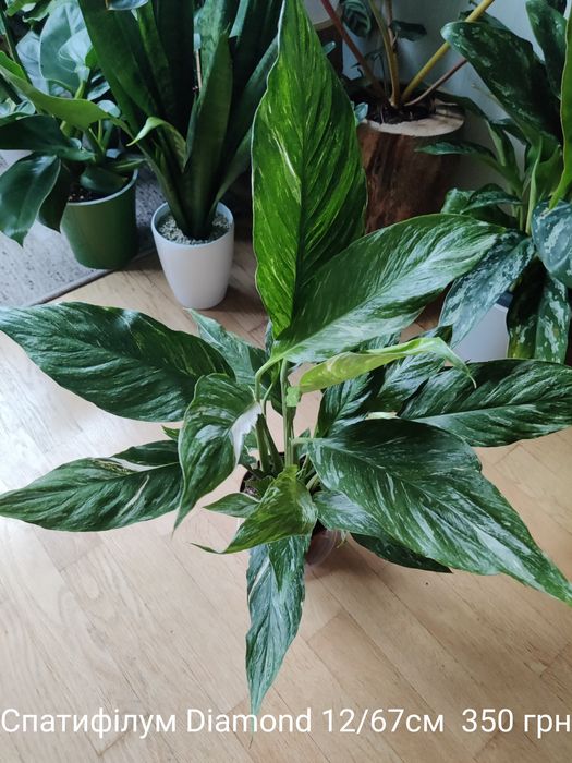 Спатифілум Diamond 12-й горщик.