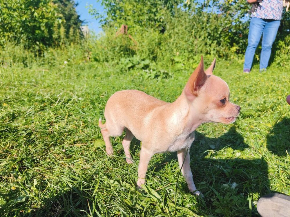 Chihuahua suczka xxs