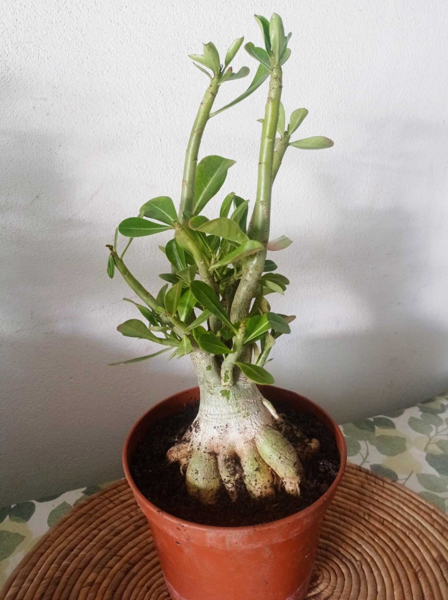 Vendo planta rosa do deserto