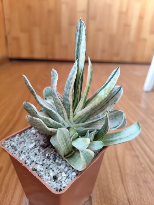Gasteria Sakura fuji, Гастерия, суккулент