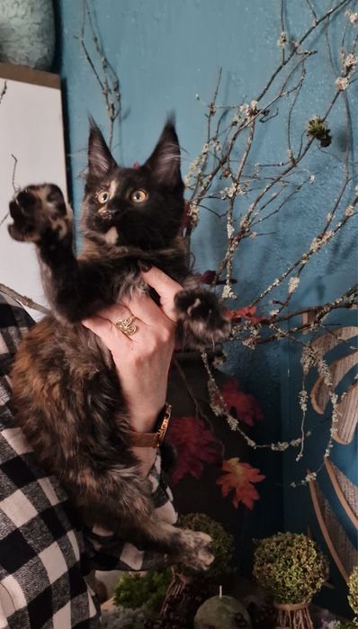Maine Coon kocięta cudowna kotka