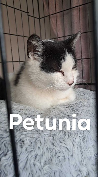 Kociaki szukaja nowego domku