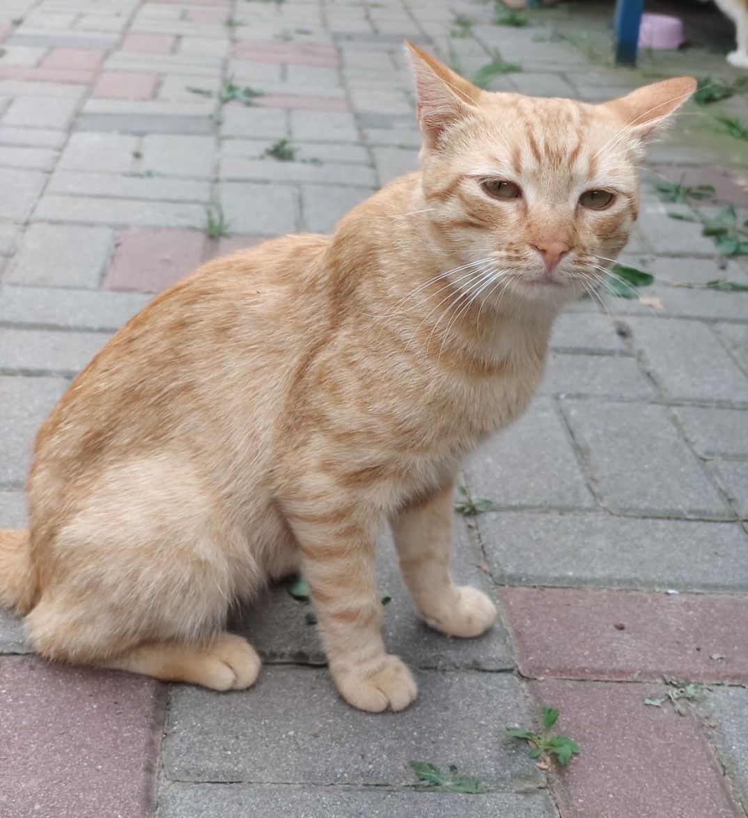 Rudolf gorąco poleca się do adopcji...