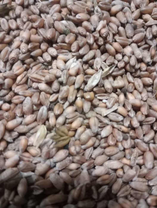 Pszenica i pszenżyto