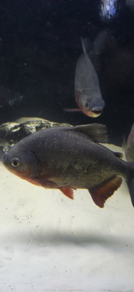 Piranie red pacu