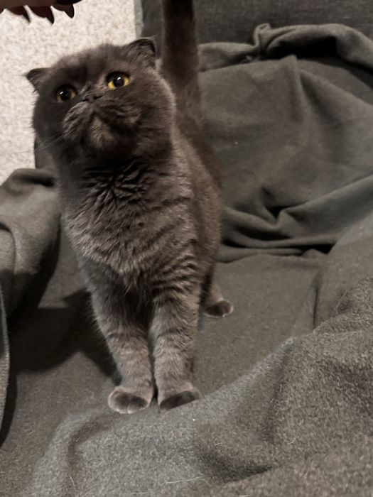 Продам кішок різних порід