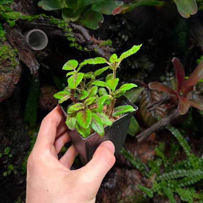 Rośliny do Terrarium Tropikalne Paludarium UNIKATY