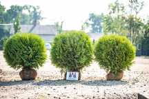 Thuja 'Woodwardii' PROMOCJA Tuja Żywotnik zachodni f. KULISTA
