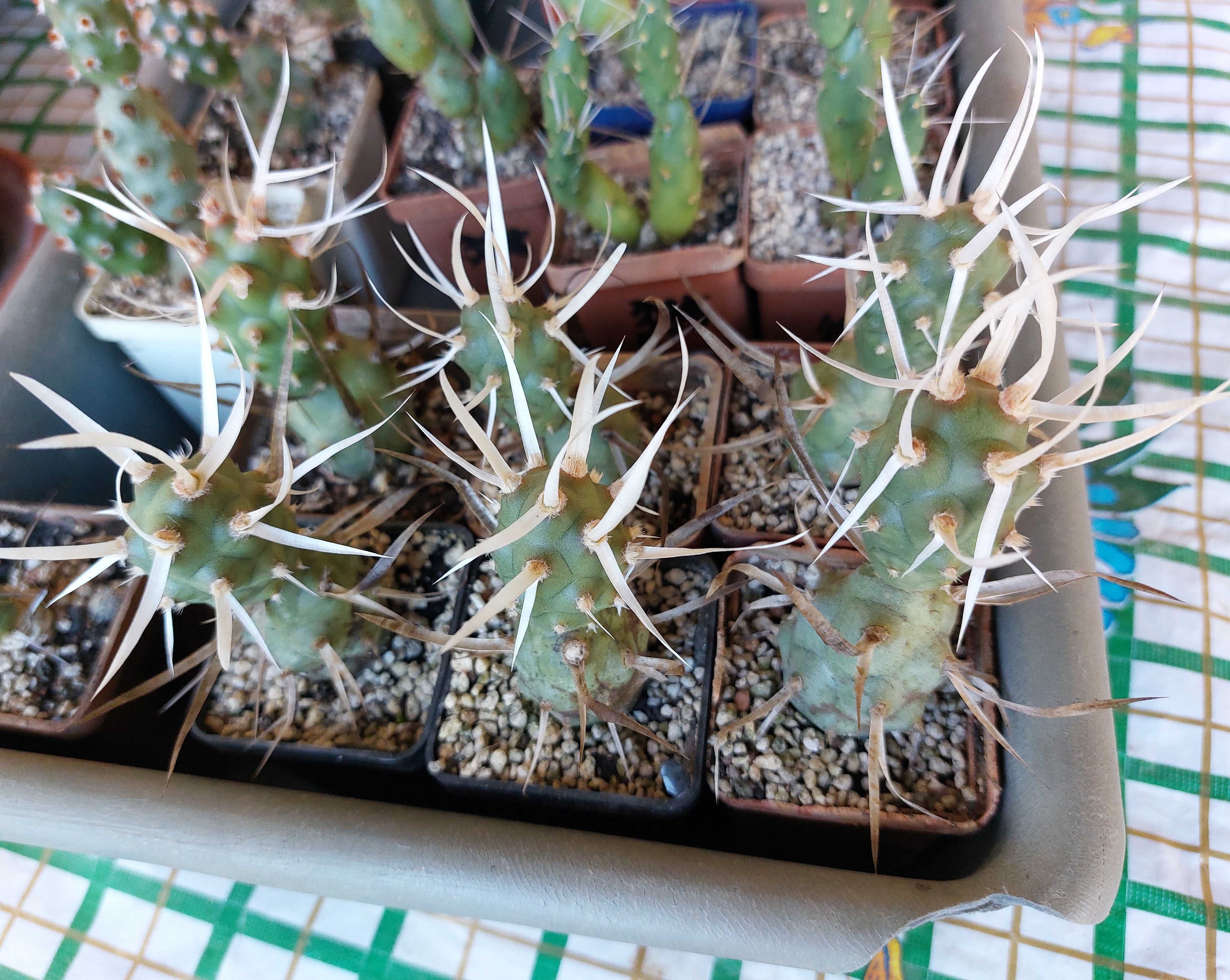 Тефрокактуси Tephrocactus